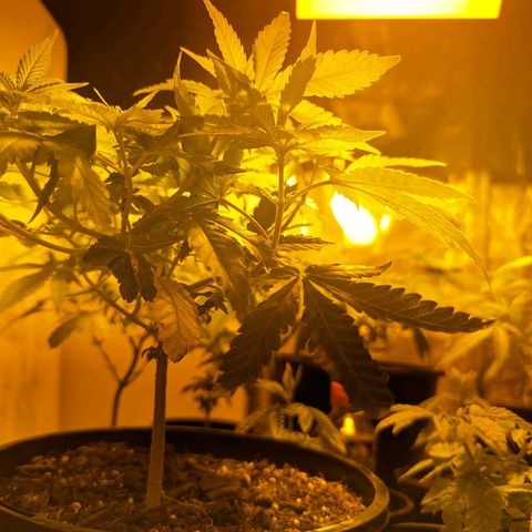 Unknown strain growlog photo: Fixed light leaks
