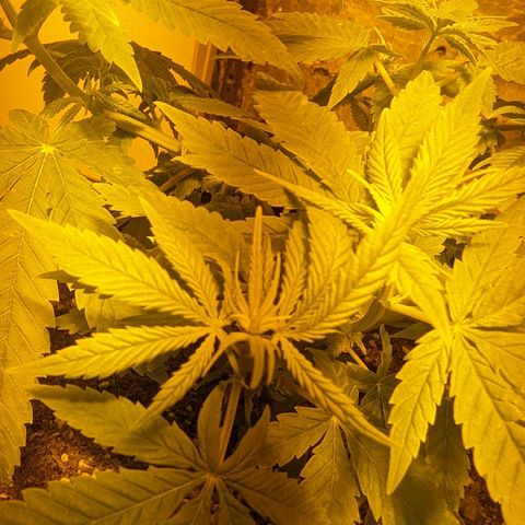 Unknown strain growlog photo: Fixed light leaks
