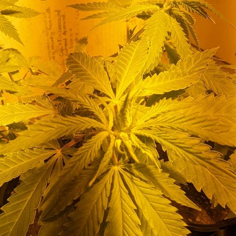 Unknown strain growlog photo: Fixed light leaks
