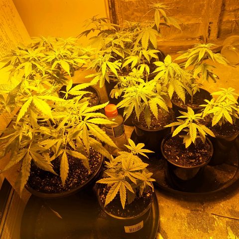 Unknown strain growlog timeline photo