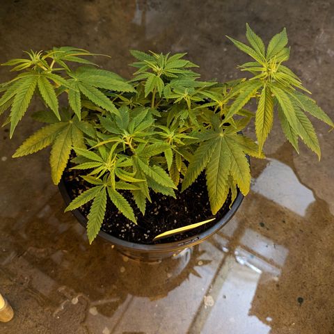 Unknown strain growlog timeline photo