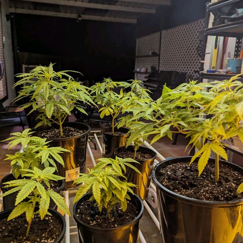 Unknown strain growlog timeline photo