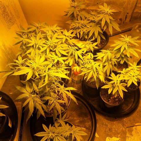 Unknown strain growlog timeline photo