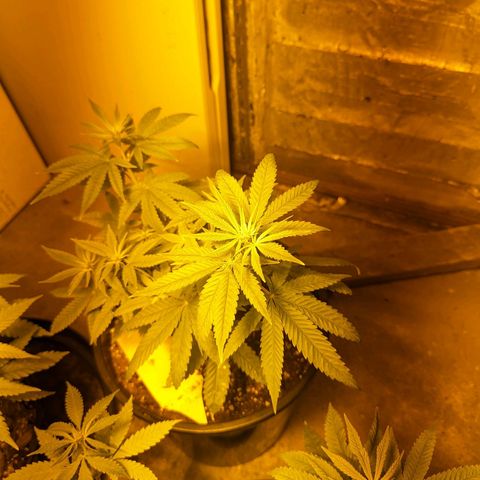 Unknown strain growlog timeline photo