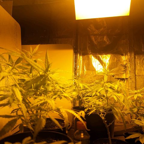 Unknown strain growlog timeline photo