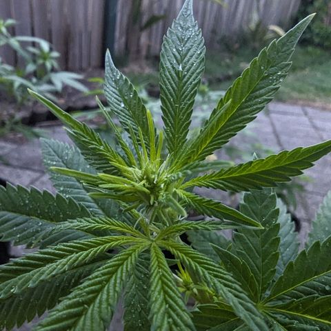 Unknown strain growlog timeline photo