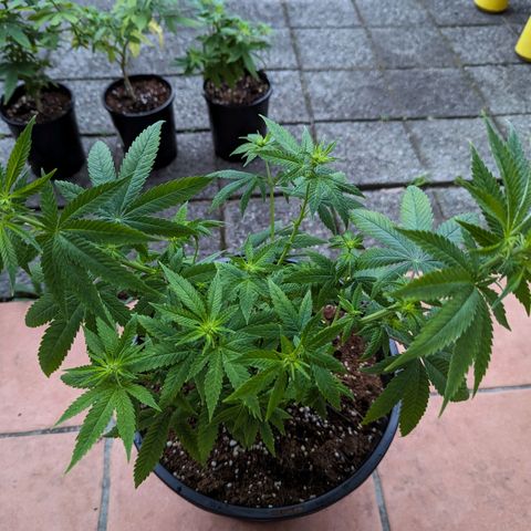 Unknown strain growlog timeline photo
