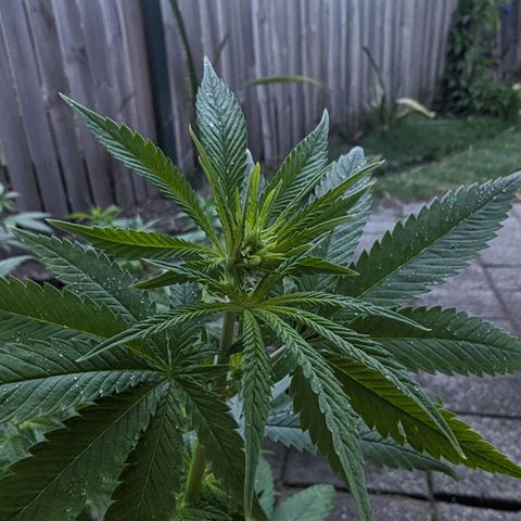 Unknown strain growlog timeline photo