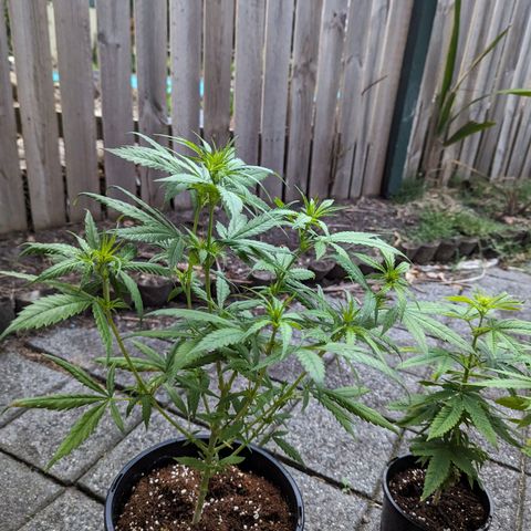 Unknown strain growlog timeline photo
