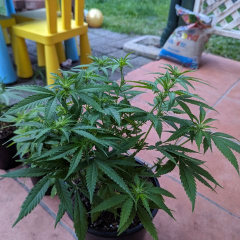 Unknown strain growlog timeline photo