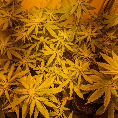Unknown strain growlog timeline photo