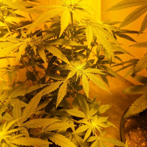 Unknown strain growlog timeline photo