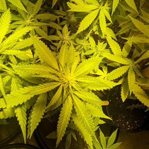 Unknown strain growlog timeline photo