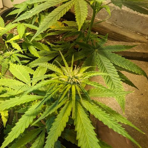 Unknown strain growlog timeline photo