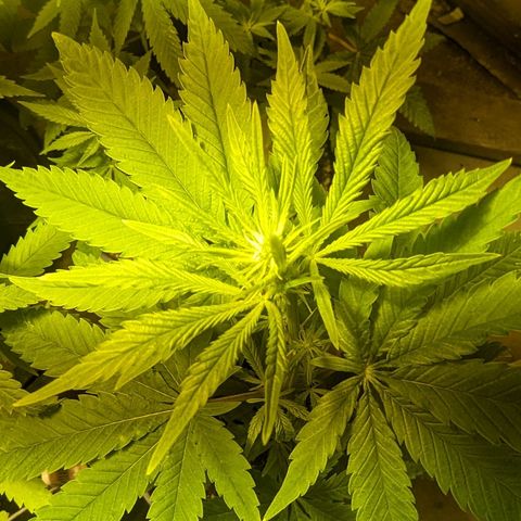 Unknown strain growlog timeline photo