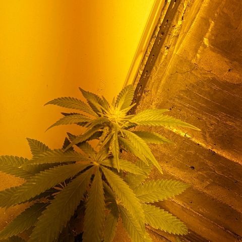 Unknown strain growlog timeline photo
