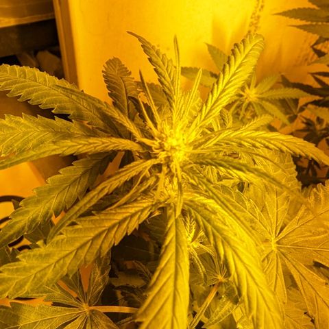 Unknown strain growlog timeline photo