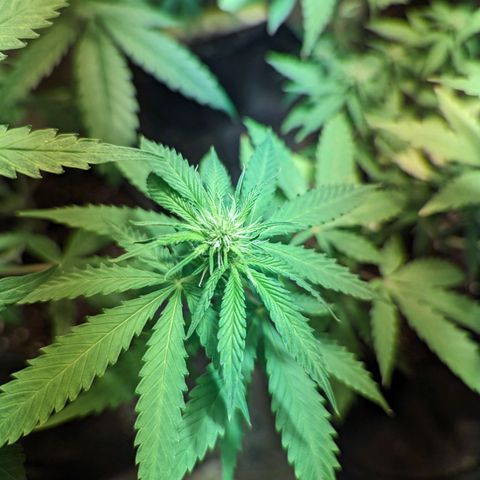 Unknown strain growlog timeline photo