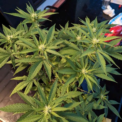 Unknown strain growlog timeline photo