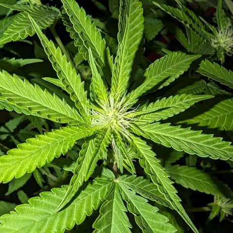 Unknown strain growlog timeline photo