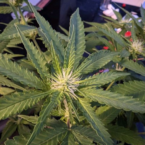 Unknown strain growlog timeline photo