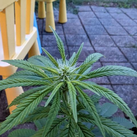 Unknown strain growlog timeline photo