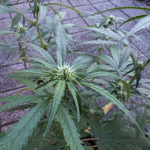 Unknown strain growlog timeline photo