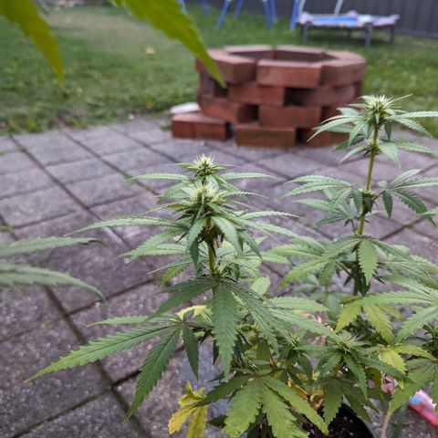 Unknown strain growlog timeline photo