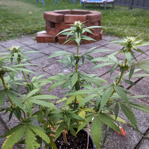 Unknown strain growlog timeline photo