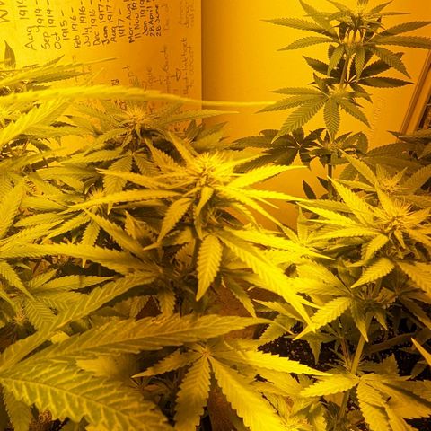 Unknown strain growlog timeline photo