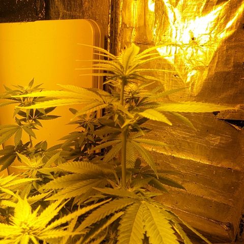 Unknown strain growlog timeline photo