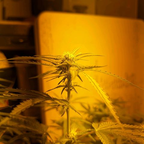 Unknown strain growlog timeline photo