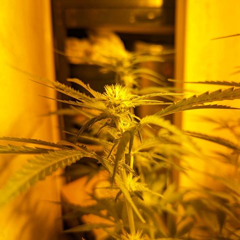Unknown strain growlog timeline photo