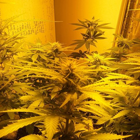 Unknown strain growlog timeline photo