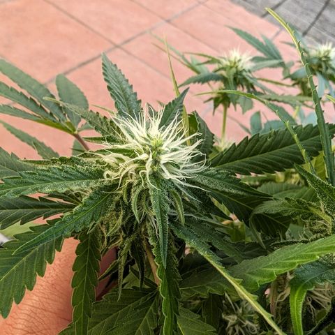 Unknown strain growlog timeline photo