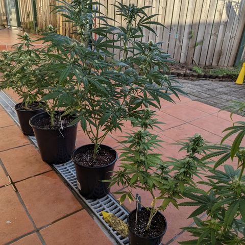 Unknown strain growlog timeline photo