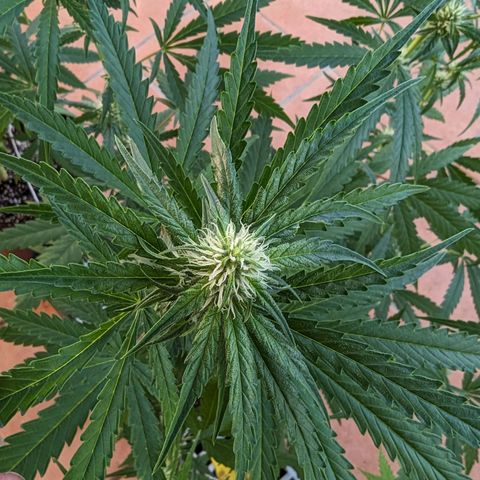 Unknown strain growlog timeline photo