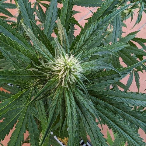 Unknown strain growlog timeline photo