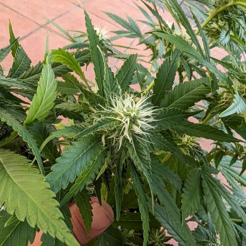 Unknown strain growlog timeline photo