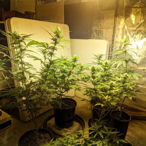 Unknown strain growlog timeline photo