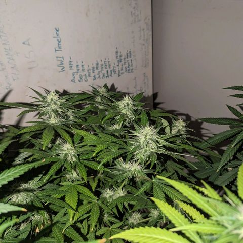 Unknown strain growlog timeline photo