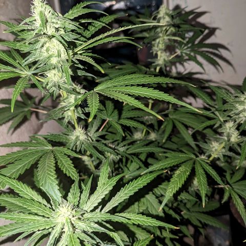 Unknown strain growlog timeline photo