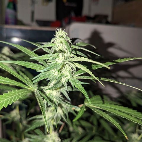 Unknown strain growlog timeline photo