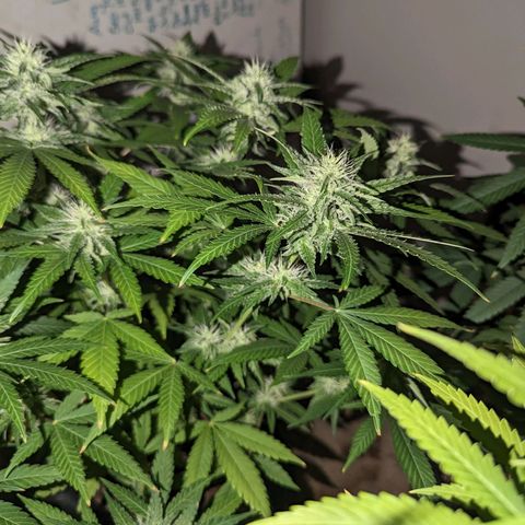 Unknown strain growlog timeline photo