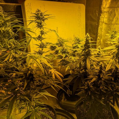 Unknown strain growlog timeline photo