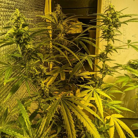 Unknown strain growlog timeline photo
