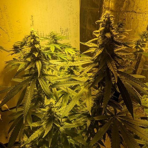 Unknown strain growlog timeline photo