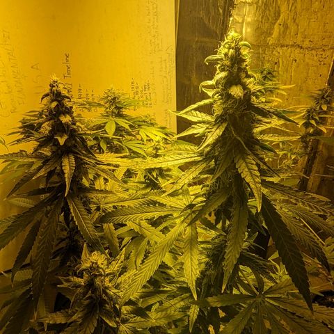 Unknown strain growlog timeline photo