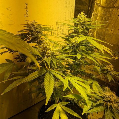 Unknown strain growlog timeline photo