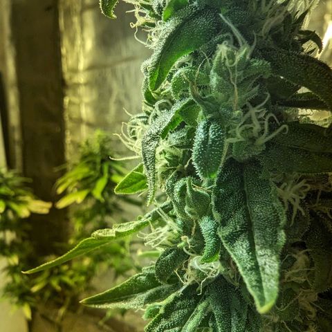 Unknown strain growlog timeline photo